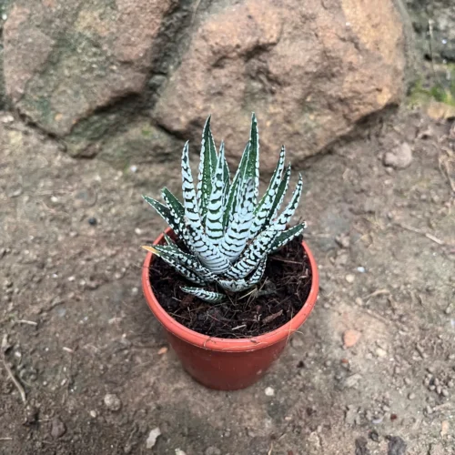 Haworthia Fasciata Alba Succulent Plant
