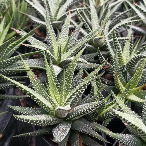 Haworthia Attenuata Var. Radula Succulent Plant -Plant Life Decor Shop HaworthiaAttenuataRadula