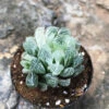 Haworthia Cooperi White Variegata Succulent Plant