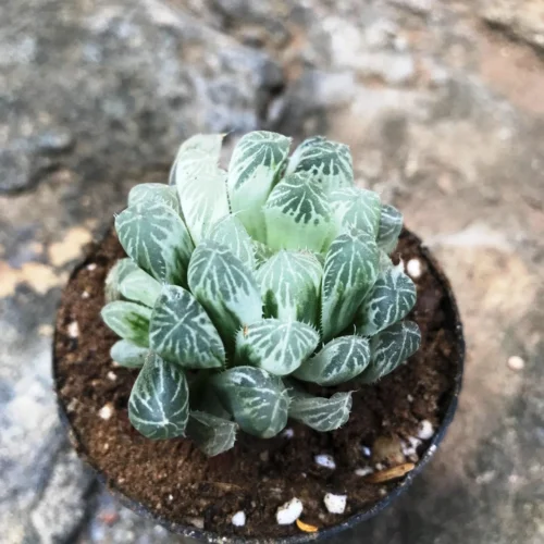 Haworthia Cooperi White Variegata Succulent Plant
