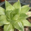 Haworthia Cuspidata Variegated Succulent Plant
