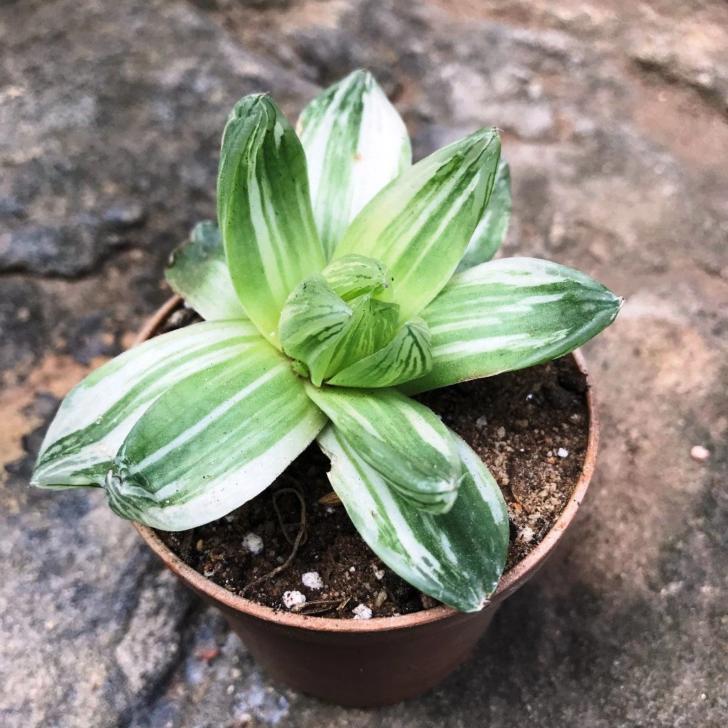 Haworthia Cymbiformis Variegata Succulent Plant 2 Haworthia Cymbiformis Variegata Succulent Plant - Image 2