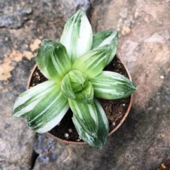 Haworthia Cymbiformis Variegata Succulent Plant
