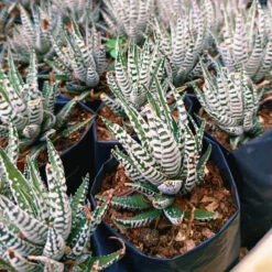 Haworthia Fasciata Alba Succulent Plant -Plant Life Decor Shop HaworthiaFasciataAlba