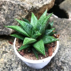 Haworthia Limifolia Jewel Succulent Plant -Plant Life Decor Shop HaworthiaLimifoliaJewel 1
