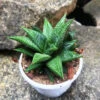 Haworthia Limifolia Jewel Succulent Plant