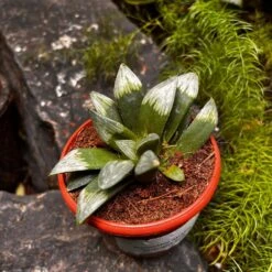 Haworthia Mutica 'Midnight Sun' Succulent Plant -Plant Life Decor Shop HaworthiaMutica MidnightSun