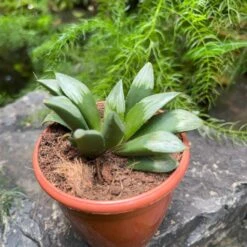 Haworthia Mutica 'Midnight Sun' Succulent Plant