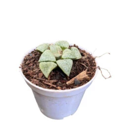 Haworthia Picta Mount Everest Succulent Plant 5 Haworthia Picta Mount Everest Succulent Plant -Plant Life Decor Shop HaworthiaPictaMountEverest