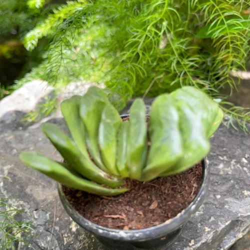 Haworthia Truncata 'Lime Green' Succulent Plant