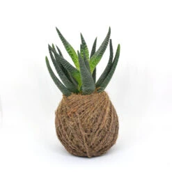 Kokedama Moss Ball Haworthia Longifolia Plant -Plant Life Decor Shop Haworthia 2