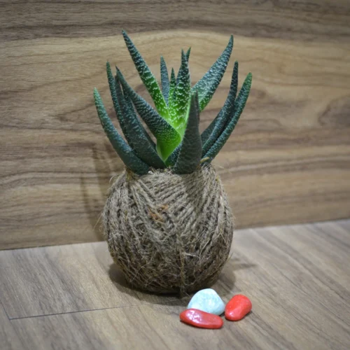 Kokedama Moss Ball Haworthia Longifolia Plant