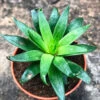 Haworthia Cooperi Baker Succulent Plant