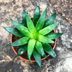 Haworthia Cooperi Baker Succulent Plant -Plant Life Decor Shop Haworthia Cooperi 3