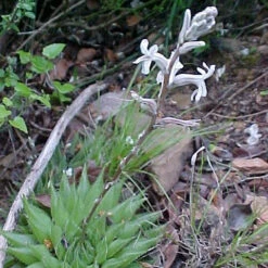 Haworthia Cooperi Baker Succulent Plant -Plant Life Decor Shop Haworthia Cooperi Flower