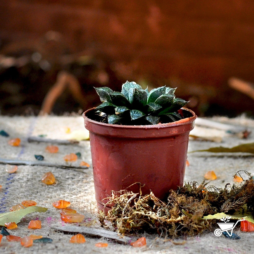 Haworthia Cuspidata Succulent Plant 2 Haworthia Cuspidata Succulent Plant - Image 2