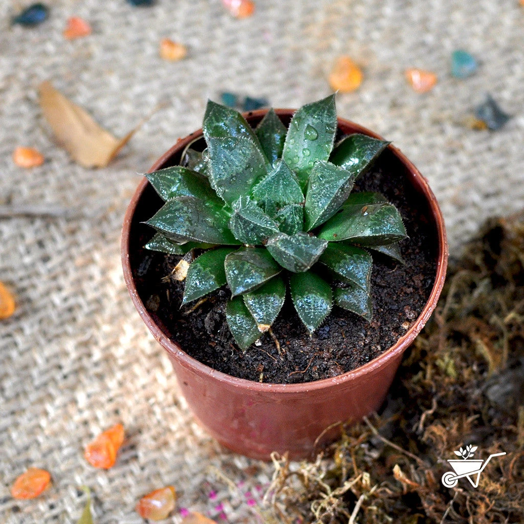 Haworthia Cuspidata Succulent Plant 1 Haworthia Cuspidata Succulent Plant