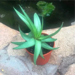 Haworthia Limifolia Var. Ubomboensis Succulent Plant
