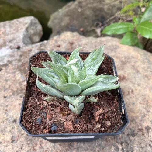 Haworthia Magnifica Acuminata 'Grey Ghost' Succulent Plant -Plant Life Decor Shop Haworthia Magnifica acuminata Grey Ghost 1