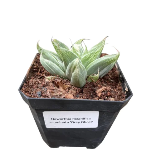 Haworthia Magnifica Acuminata 'Grey Ghost' Succulent Plant -Plant Life Decor Shop Haworthia Magnifica acuminata Grey Ghost 2