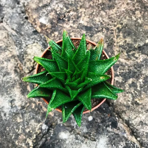 Haworthia Glabrata Succulent Plant -Plant Life Decor Shop Haworthia Reticulata 4