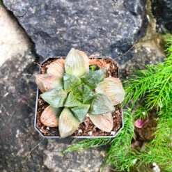 Haworthia Ruby Crown Succulent Plant 5 Haworthia Ruby Crown Succulent Plant -Plant Life Decor Shop Haworthia RubyCrown 1 b711791b a180 46bc 86a3 171d1a414ee7