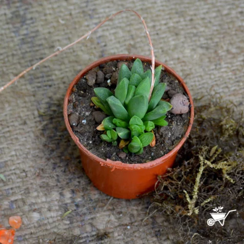 Haworthia Turgida Succulent Plant