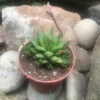 Haworthia Calcarea Succulent Plant