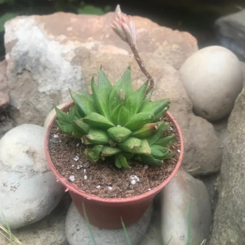 Haworthia Calcarea Succulent Plant
