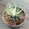 Haworthia Fasciata Variegated Succulent Plant