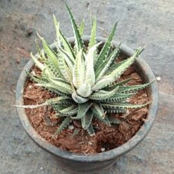 Haworthia Fasciata Variegated Succulent Plant