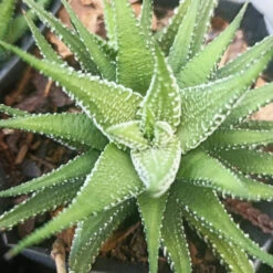Haworthia Attenuata Enon Succulent Plant