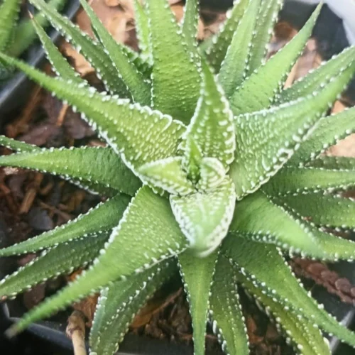 Haworthia Attenuata Enon Succulent Plant