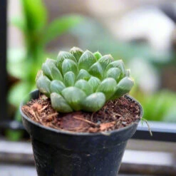 Haworthia Cooperi V. Truncata Succulent Plant