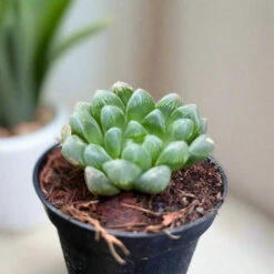 Haworthia Cooperi V. Truncata Succulent Plant -Plant Life Decor Shop Haworthiacooperiv.truncata