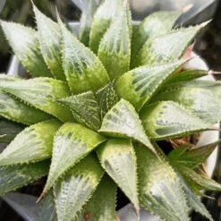 Haworthia Emelyae Var. Multifolia Succulent Plant -Plant Life Decor Shop Haworthiaemelyaevar.multifolia