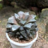 Haworthia Kegani Choco Red Succulent Plant