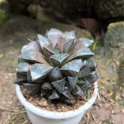 Haworthia Kegani Choco Red Succulent Plant