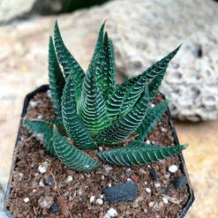 Haworthia Limifolia Succulent Plant -Plant Life Decor Shop Haworthialimifolia 3