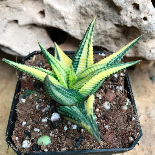 Haworthia Limifolia Variegata Succulent Plant -Plant Life Decor Shop Haworthialimifolia Variegata 2