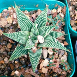 Haworthia Limifolia V. Striata Succulent Plant
