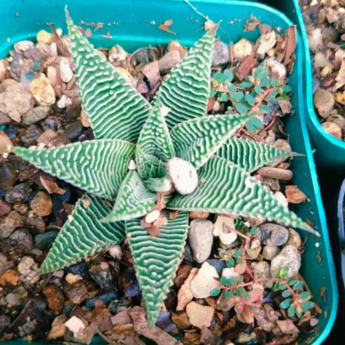 Haworthia Limifolia V. Striata Succulent Plant