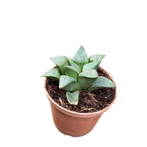 Haworthia Retusa Var. Nigra Succulent Plant -Plant Life Decor Shop Haworthiaretusavar.nigra