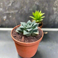 Haworthia Wimii Hybrid Succulent Plant