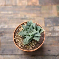 Haworthia Wimii Hybrid Succulent Plant -Plant Life Decor Shop Haworthiawimiihybrid