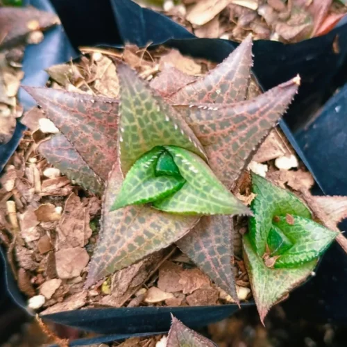 Haworthia Venosa Ssp. Tessllata Succulent Plant