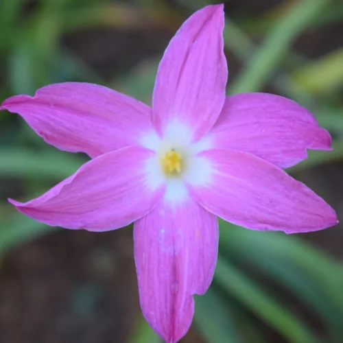 Rain Lily 'Heart Throb' (Bulbs)