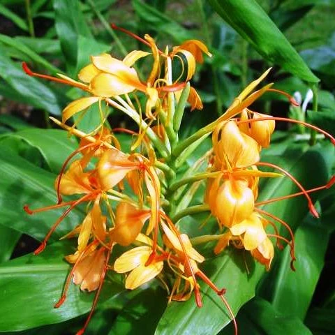 Hedychium 'Anne Bishop' (Bulbs) 1 Hedychium 'Anne Bishop' (Bulbs)