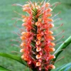 Hedychium 'Coccineum'- Scarlet Ginger (Bulbs)