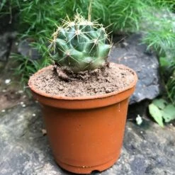 Hamatocactus Hamatocanthus Cactus Plant -Plant Life Decor Shop Hematocactus Hematocanthus V Flavispinus 3